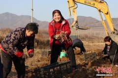 （走进中国乡村）泰山脚下挖出“软黄金”  黄精产业拓宽富民路